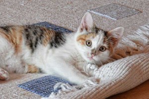 carpet-kitten2